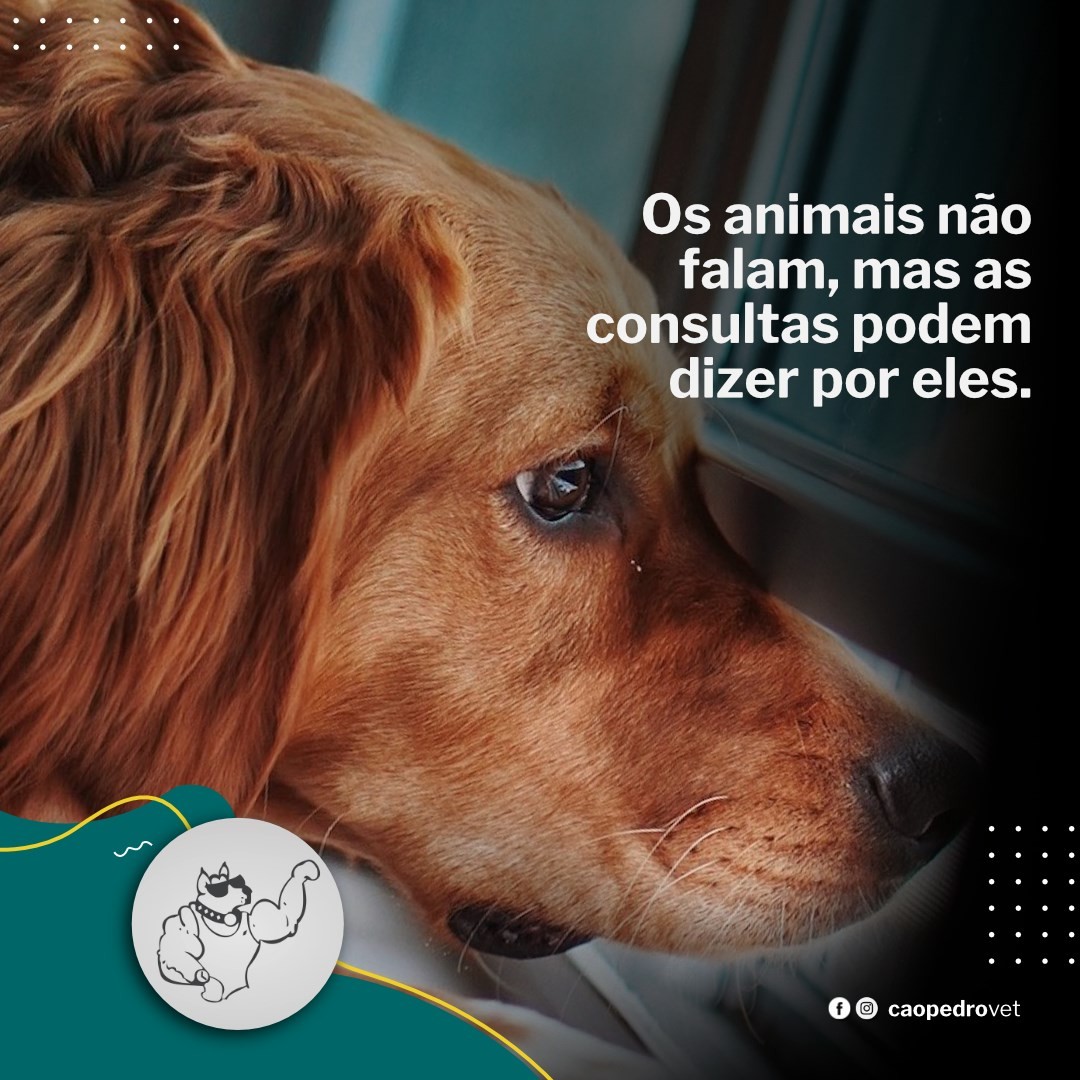 Imagem da galeria CãoPedro
